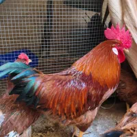 خروس و مرغ محلی