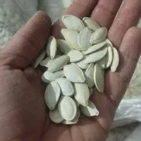 تخمه کدو