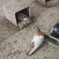 کفترسینه|پرنده|سبزوار, امیر کبیر|دیوار