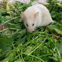 همستر گوگولی