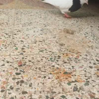 طوق سیاه ماده|پرنده|دهدشت, |دیوار