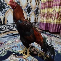 خروس اصیل فروش فوری5000000