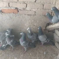 پلاکی|پرنده|بناب, |دیوار