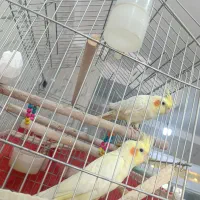 عروس|پرنده|شیراز, صاحب الزمان|دیوار