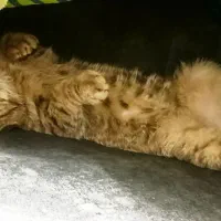 گربه اسکاتیش ۵ ماهه نر|گربه|مشهد, جانباز|دیوار