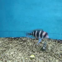 ۶عدد فرانتوزا اور سایز|ماهی|مشهد, چهاربرج|دیوار