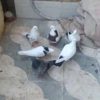 چند کفتر یا کبوتر خوب