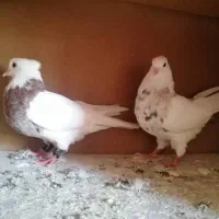 طوقی|پرنده|شادگان, |دیوار