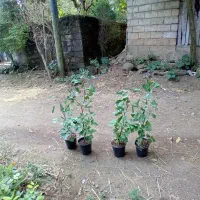 شمشاد  سبز تعداد۳۰۰تا  قیمت. ۱۲ ژینگو ۲۰۰عدد۴۰تومن|گل و گیاه طبیعی|کلاچای, |دیوار
