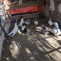 کبوتر بازیکن