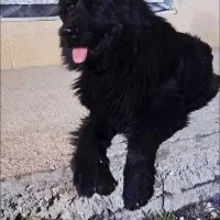 ژرمن شپرد و ژرمن بلک اصل