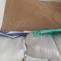 گندم شرایط هم می‌شود