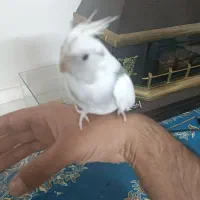 عروس هلندی بالغ و جوجه|پرنده|چهاردانگه (تهران), |دیوار