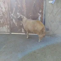 شک ورن ،قوچ سنجابی اصیل، گوسفند|حیوانات مزرعه|کوزران, |دیوار