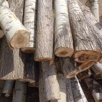 خرید چوب خشک سقفی و ضایعات باغی با بالاترین قیمت|خدمات باغبانی و درختکاری|زنجان, |دیوار