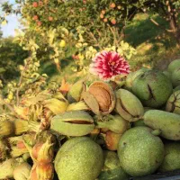 فروش باغ 9000 متری واقع در مراغه