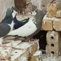 آلمانی ماده 40 سانتی|پرنده|فیروزه, |دیوار