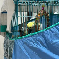 عروس هلندی|پرنده|برازجان, |دیوار