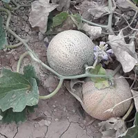 فروش زمین ۷۰۰ متری|فروش زمین و ملک کلنگی|مبارکه, |دیوار