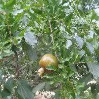زمین-کشاورزی-دیم