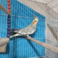 یک جفت عروس هلندی|پرنده|مشهد, شهید معقول|دیوار