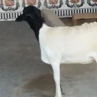 کهره نزار|حیوانات مزرعه|قشم, |دیوار