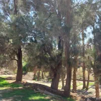 برش درخت با خرید چوب درخت