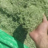 یونجه درجه ۱ تحویل در ب منزل