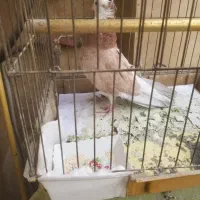 کبوتر  حلقه دار