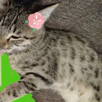 بچه گربه باهوش تمایل به همراهی با آدم ها|گربه|ارومیه, |دیوار