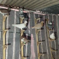 کبوتر|پرنده|شیراز, فرگاز|دیوار