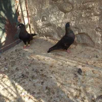 کبوتر