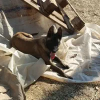 مالینویز|سگ|زارچ, |دیوار