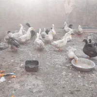 اردک ماده بالغ