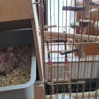 طوطی عروس هلندی