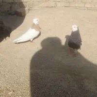 طوقی|پرنده|شیراز, بید زرد|دیوار