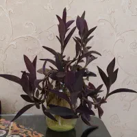 پتوس|گل و گیاه طبیعی|مشهد, فارغ التحصیلان|دیوار