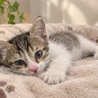 واگذاری گربه dsh