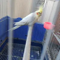 عروس  هولندی نر در خواجع ربیع