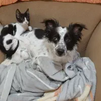 فروش سگ اشپیتز پوینتر|سگ|کیش, |دیوار