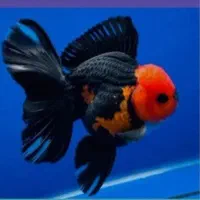 گلدفیش وارداتی|ماهی|بروجرد, |دیوار