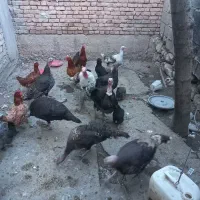 بوقلمون ماده