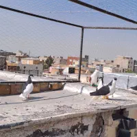 کفتر،کبوتر چپ سیاه راست سیاه