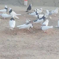 کبوتر طوقی|پرنده|هیدوچ, |دیوار