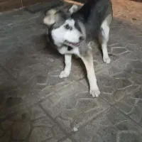 هاسکی|سگ|مشهد, محمدآباد|دیوار