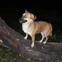 مژدگانی قابل توجه واسه یابنده شانتی سگ اشپیتز ماده