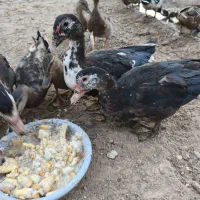 اردک مسکویی روسی و پروازی اخضیری امسک