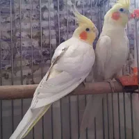 چهار عدد عروس هلندی