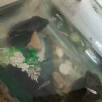 ماهی مولی و کفخار جایزه ای