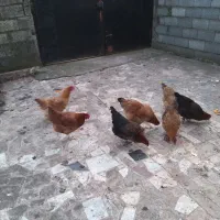 مرغ تخمگذار|حیوانات مزرعه|کلاچای, |دیوار